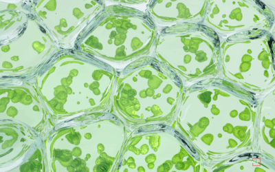 IT Compliance Helps Biotech Firms Gain Faster FDA Approval